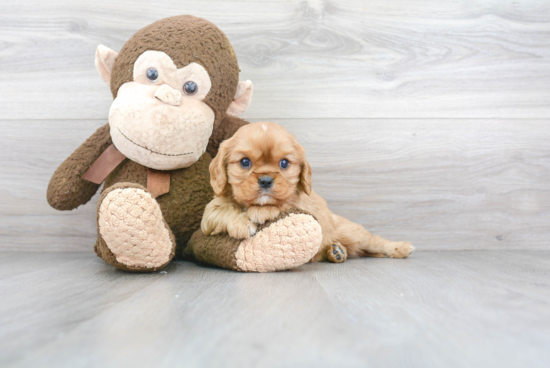 Popular Cavalier King Charles Spaniel Baby