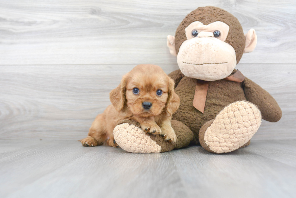 Best Cavalier King Charles Spaniel Baby