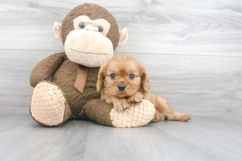 Cavalier King Charles Spaniel Puppy for Adoption