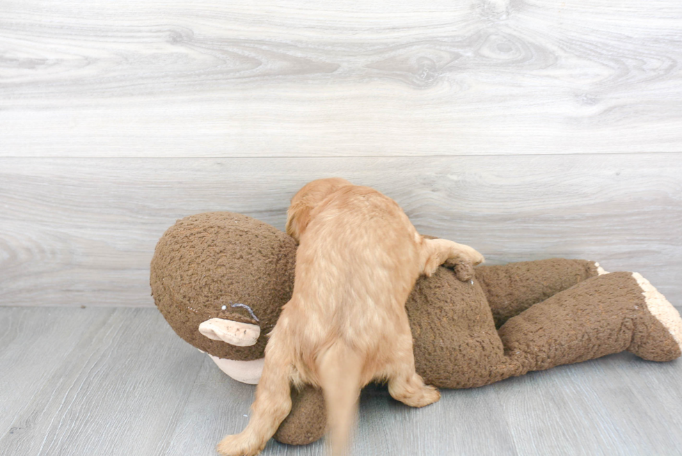 Hypoallergenic Cavalier King Charles Spaniel Purebred Pup
