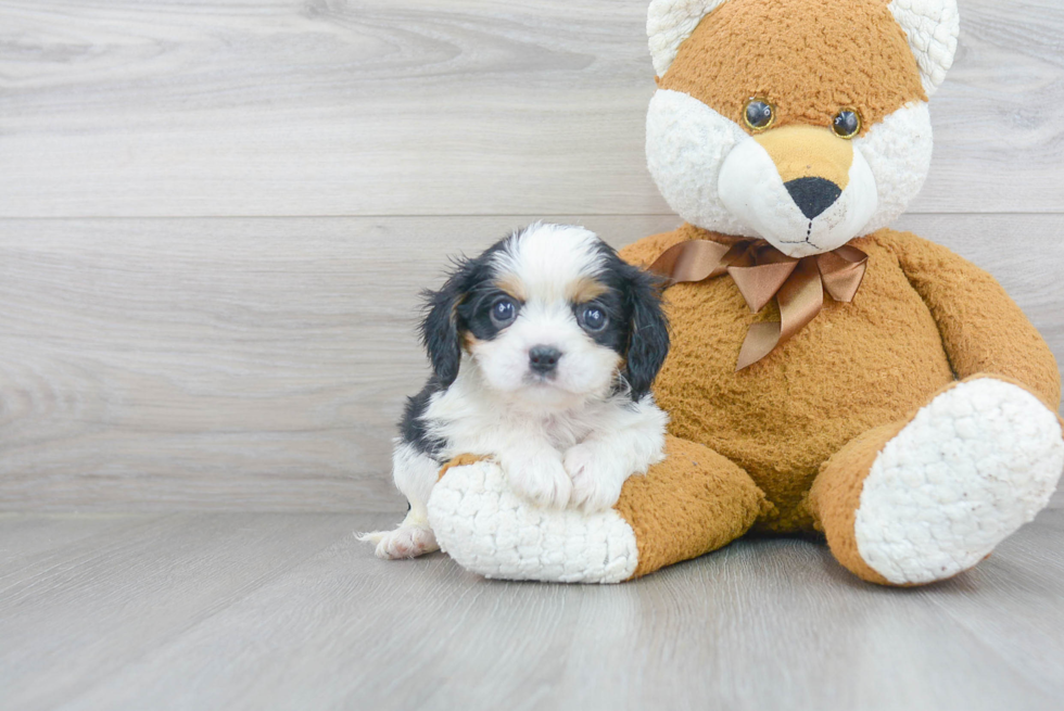 Best Cavalier King Charles Spaniel Baby