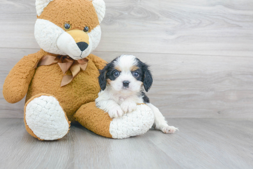 Hypoallergenic Cavalier King Charles Spaniel Baby