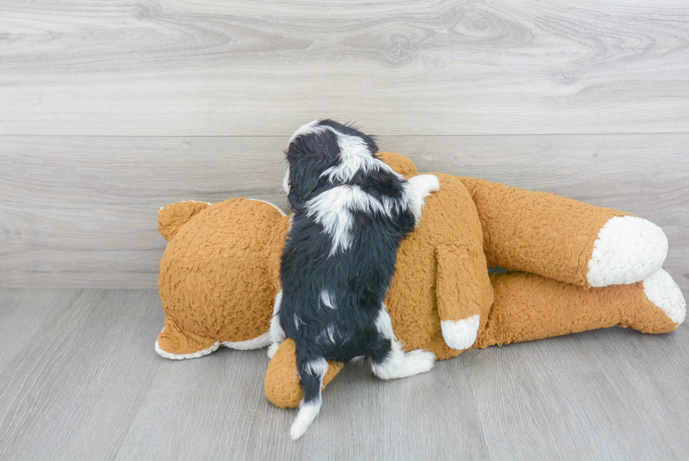 Hypoallergenic Cavalier King Charles Spaniel Baby