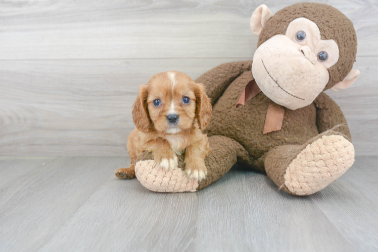 Best Cavalier King Charles Spaniel Baby