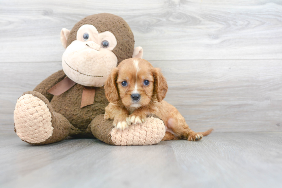 Cavalier King Charles Spaniel Pup Being Cute