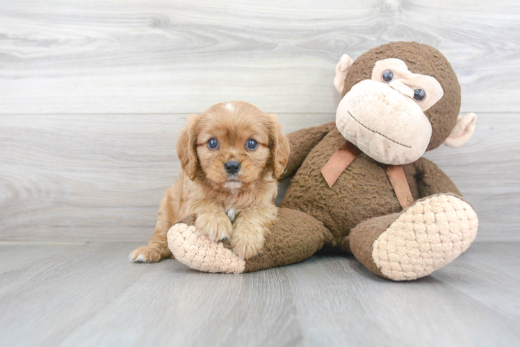 Funny Cavalier King Charles Spaniel Purebred Pup