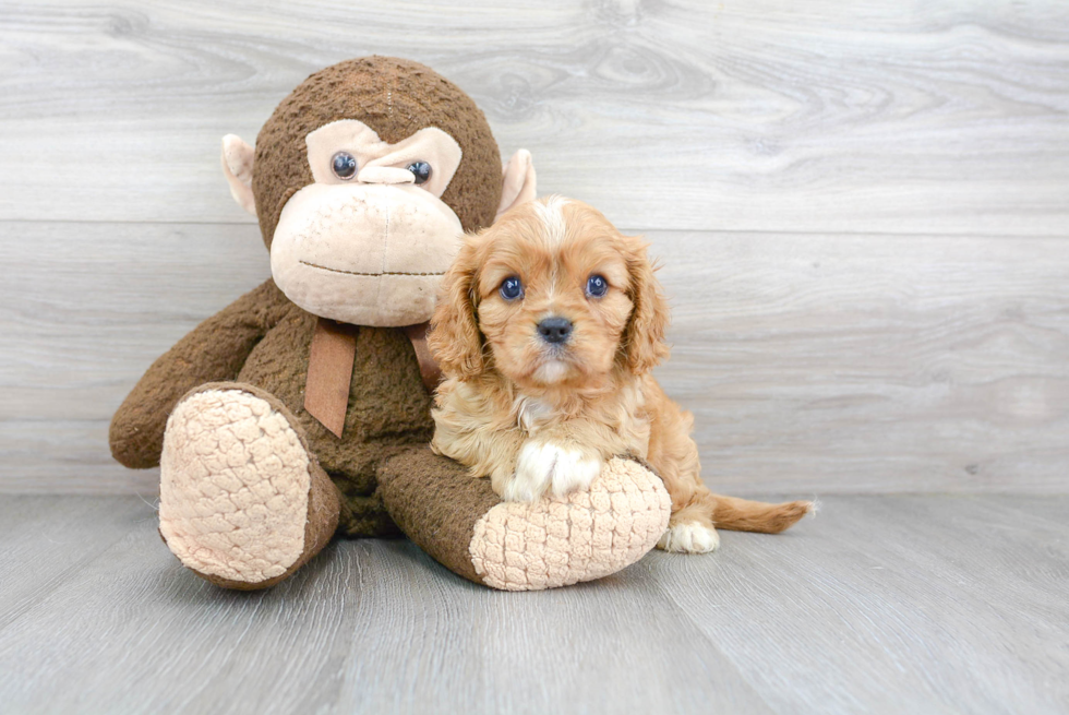 Akc Registered Cavalier King Charles Spaniel Baby