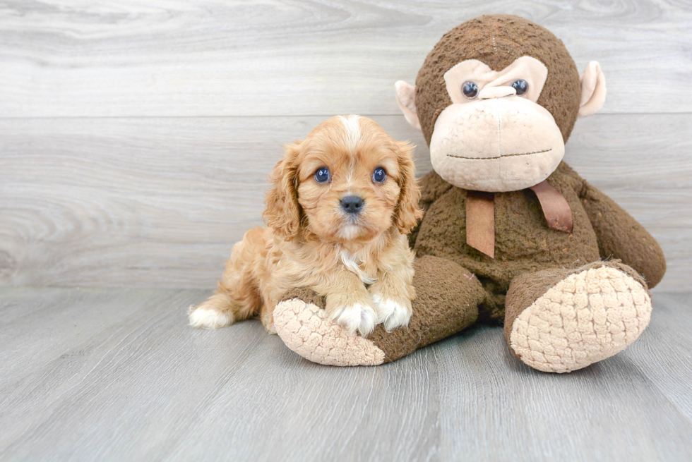 Cavalier King Charles Spaniel Puppy for Adoption