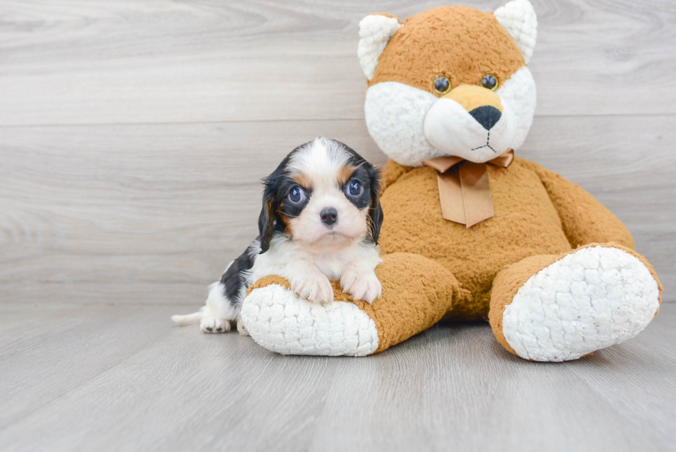 Smart Cavalier King Charles Spaniel Purebred Puppy