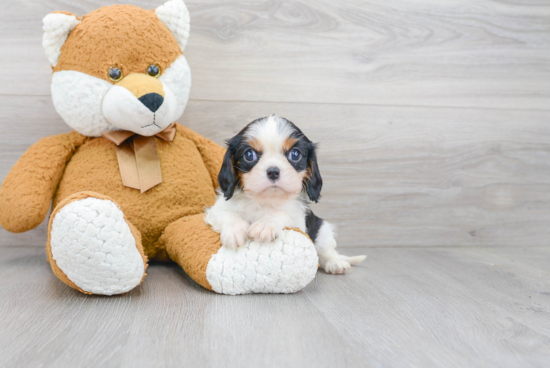 Fluffy Cavalier King Charles Spaniel Purebred Puppy