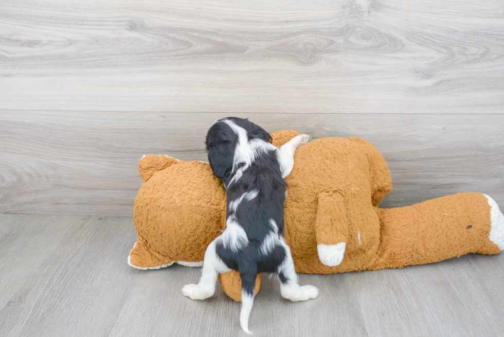 Best Cavalier King Charles Spaniel Baby