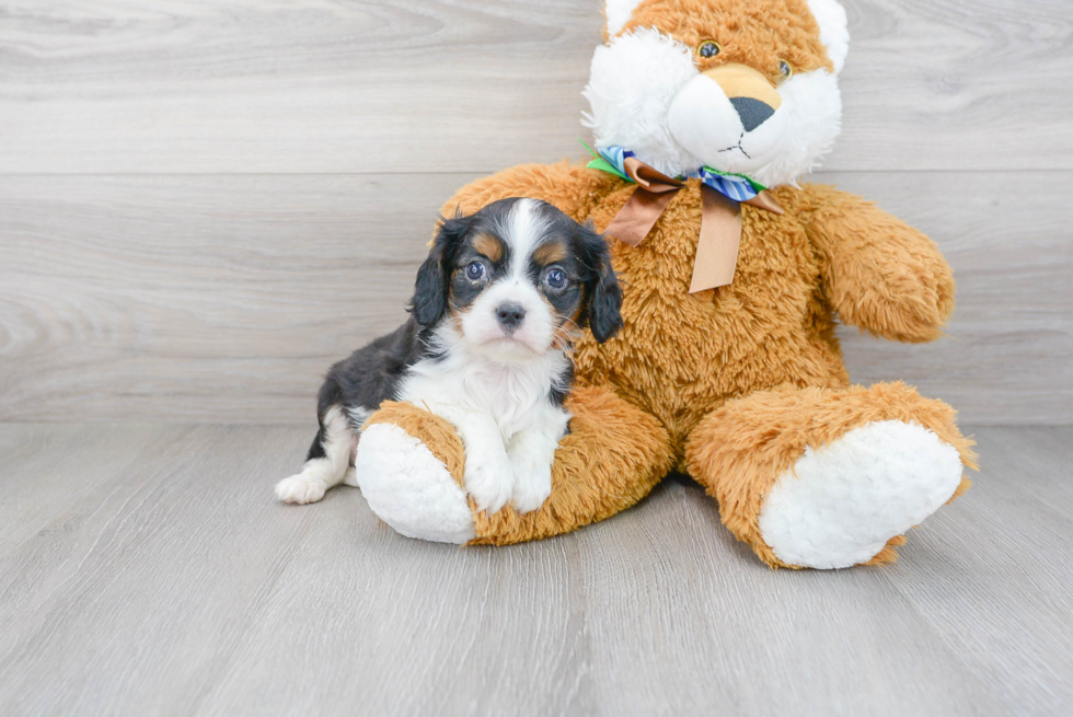 Funny Cavalier King Charles Spaniel Purebred Pup