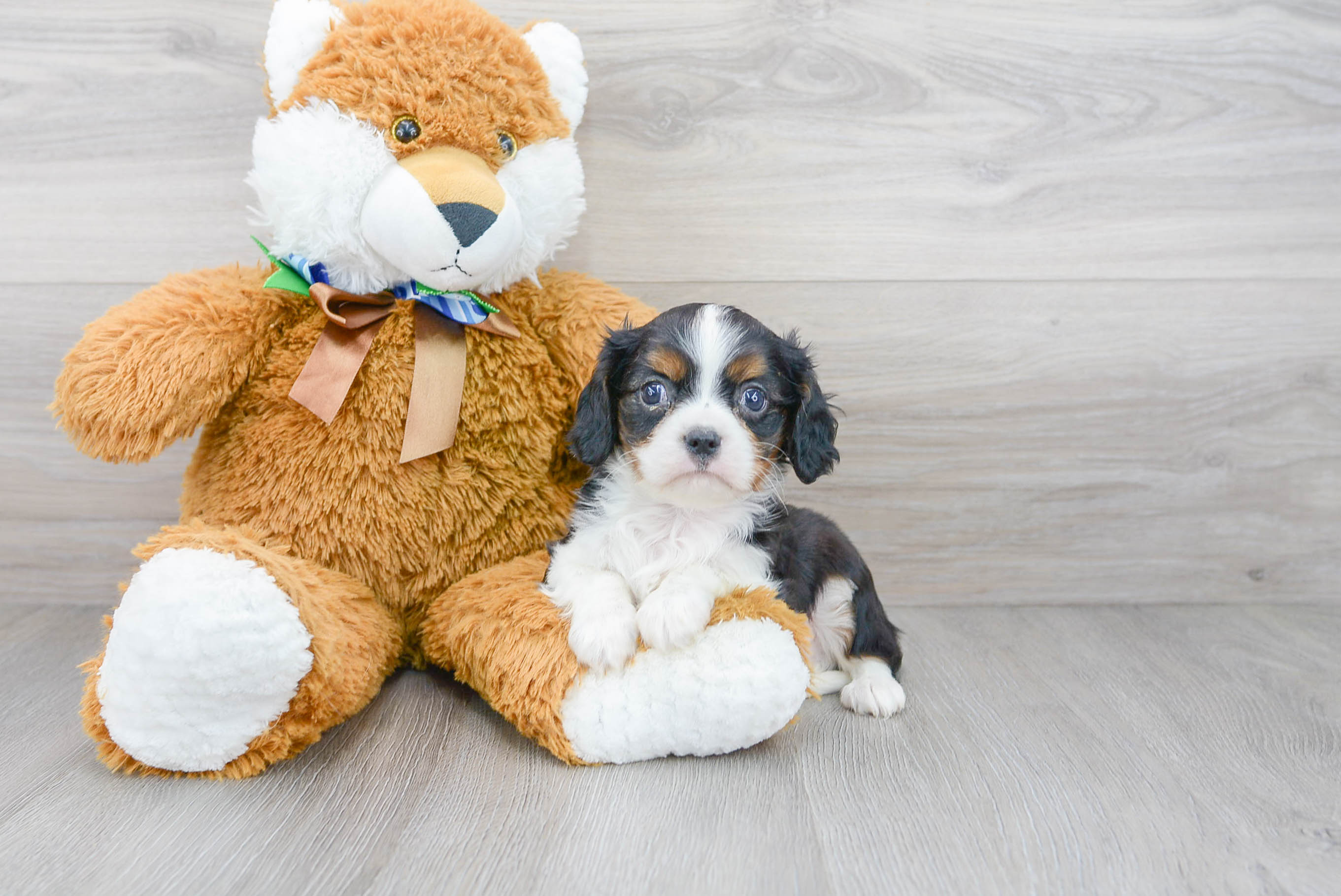 Cavalier King Charles Spaniel Pup Being Cute