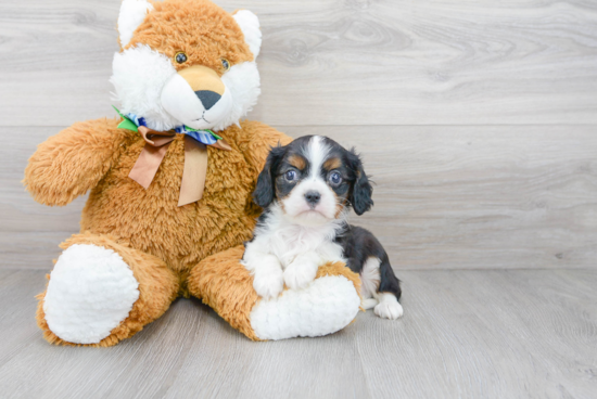 Cavalier King Charles Spaniel Pup Being Cute