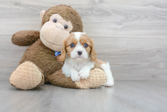 Little Cavalier King Charles Spaniel Purebred Pup