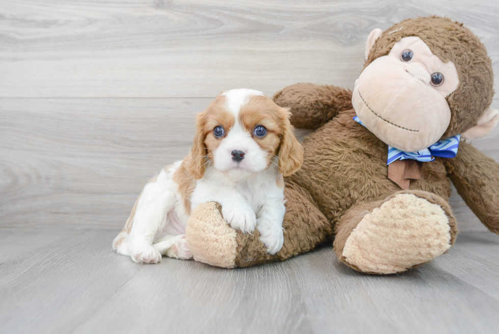 Cavalier King Charles Spaniel Puppy for Adoption