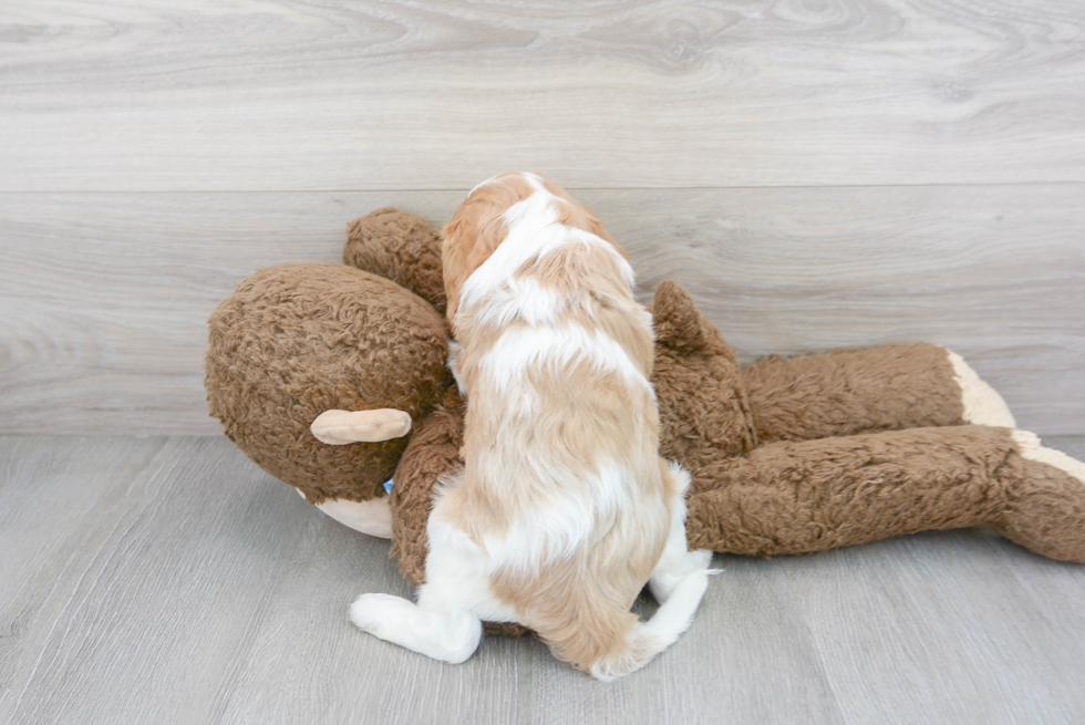 Cavalier King Charles Spaniel Pup Being Cute