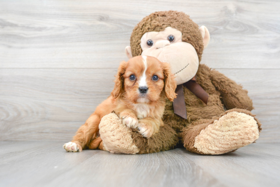 Akc Registered Cavalier King Charles Spaniel Baby