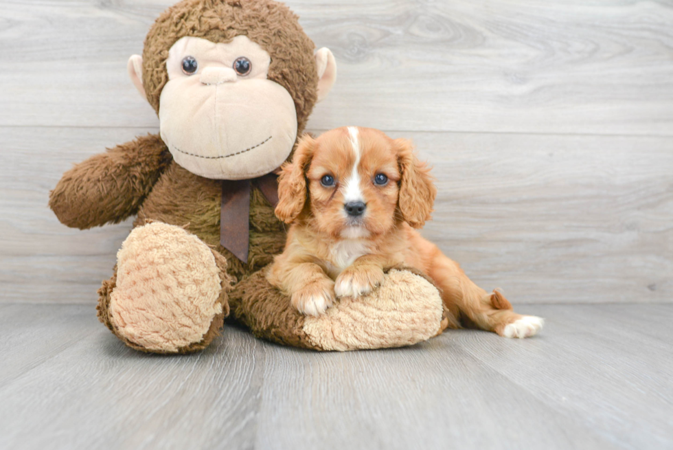 Little Cavalier King Charles Spaniel Purebred Pup