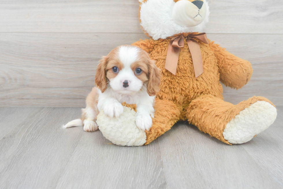 Cavalier King Charles Spaniel Pup Being Cute