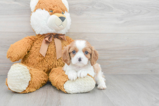 Best Cavalier King Charles Spaniel Baby