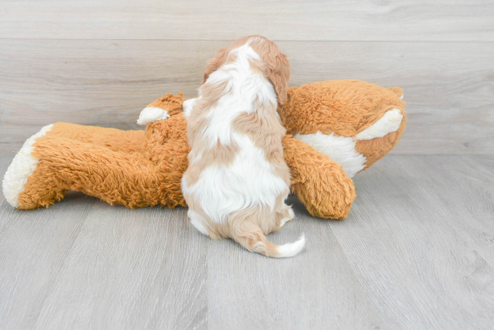 Best Cavalier King Charles Spaniel Baby