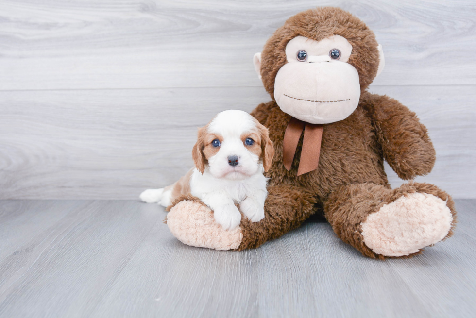 Best Cavalier King Charles Spaniel Baby