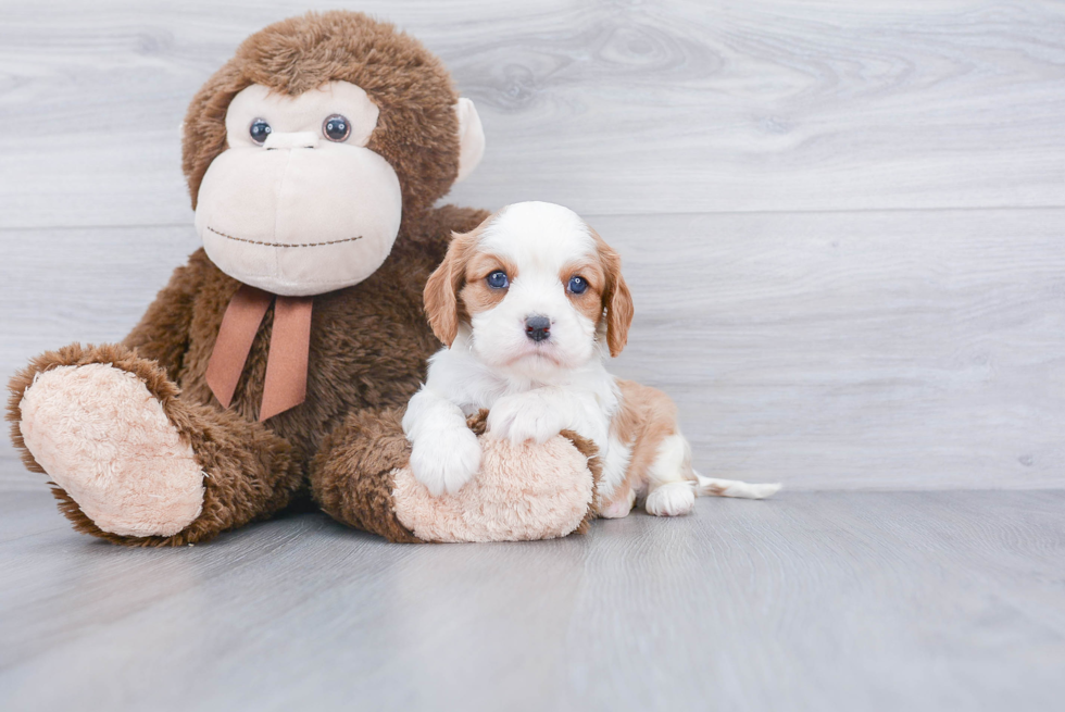 Best Cavalier King Charles Spaniel Baby