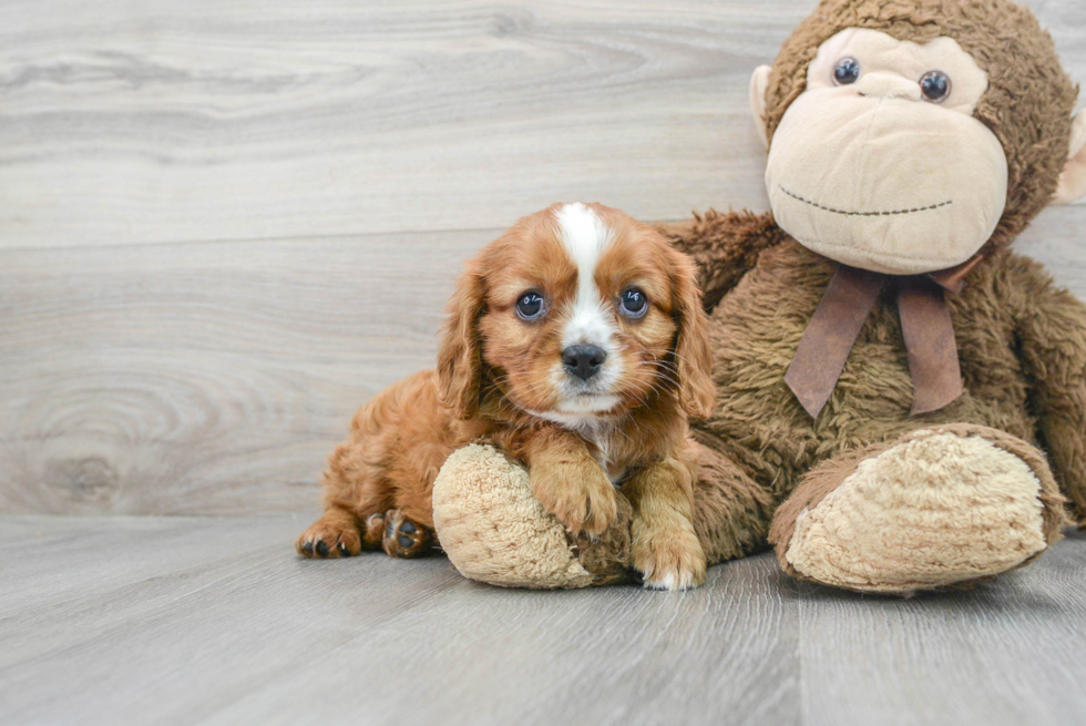 Cavalier King Charles Spaniel Pup Being Cute