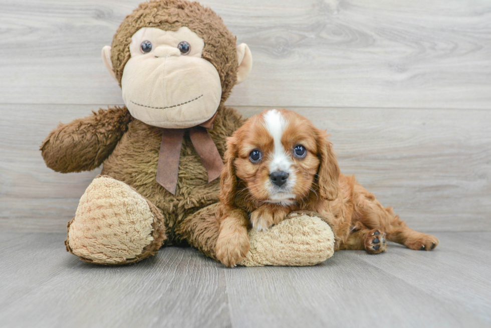 Small Cavalier King Charles Spaniel Baby