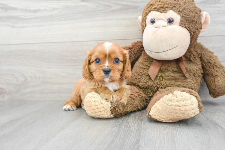 Cavalier King Charles Spaniel Puppy for Adoption
