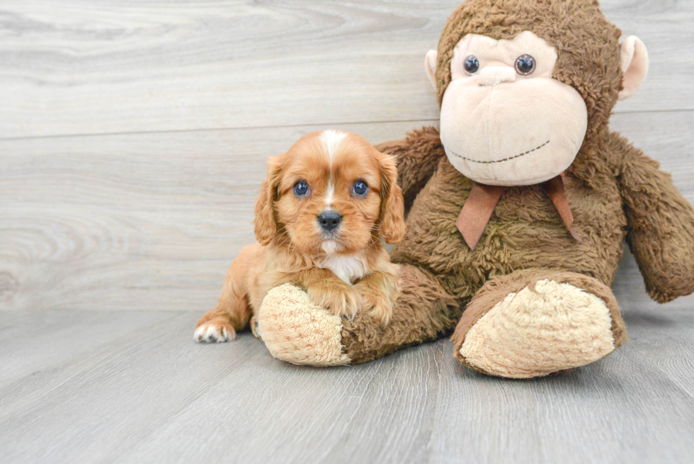 Cavalier King Charles Spaniel Puppy for Adoption