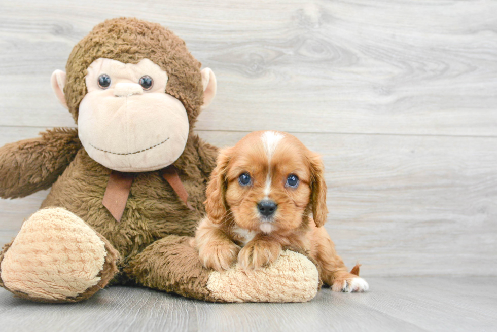 Happy Cavalier King Charles Spaniel Purebred Puppy