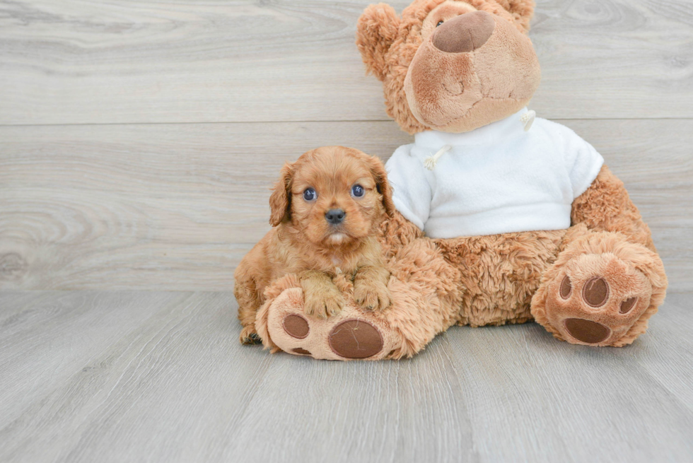 Playful Cavalier King Charles Spaniel Purebred Pup