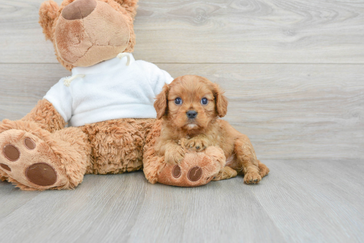 Best Cavalier King Charles Spaniel Baby