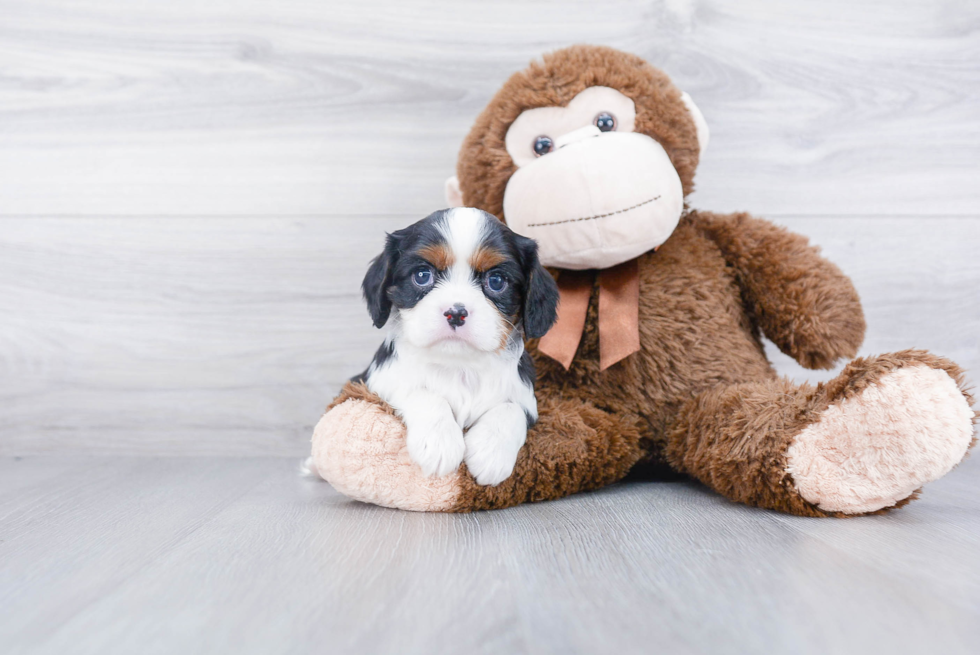 Best Cavalier King Charles Spaniel Baby