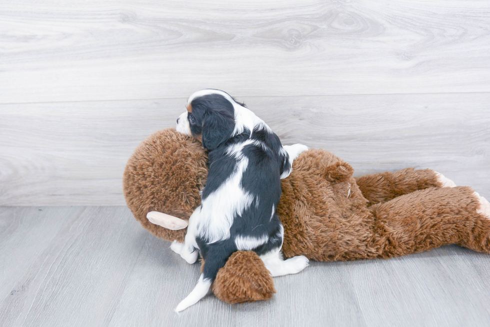 Cavalier King Charles Spaniel Pup Being Cute