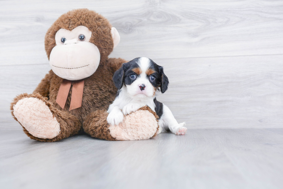 Cavalier King Charles Spaniel Pup Being Cute