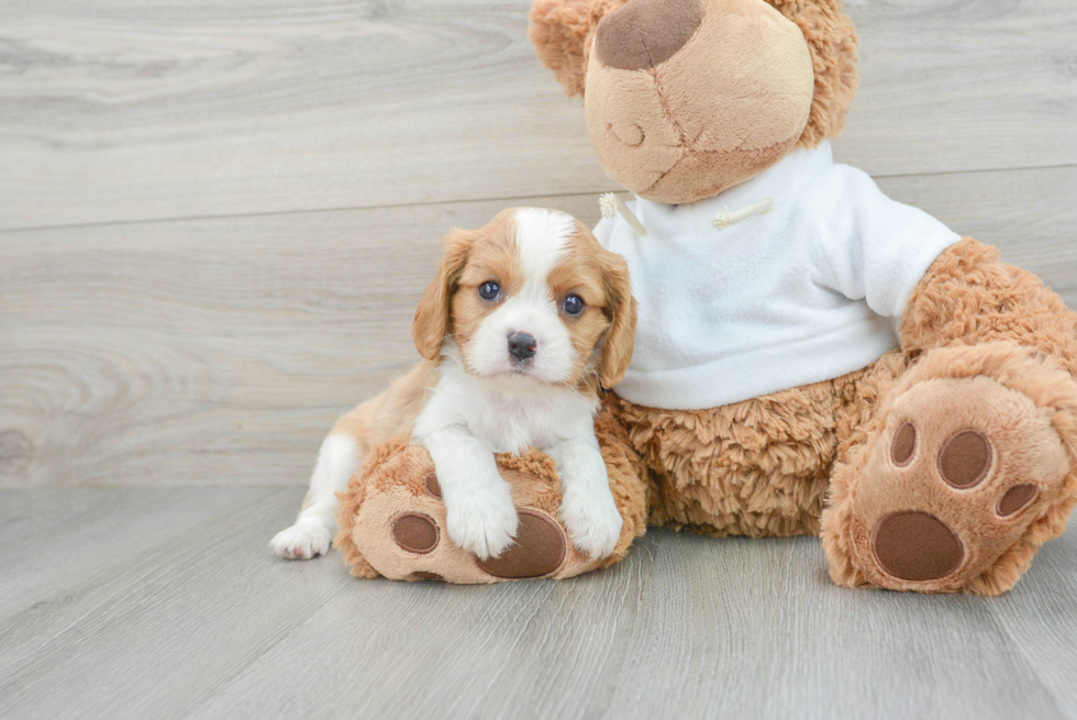 Cute Cavalier King Charles Spaniel Purebred Puppy