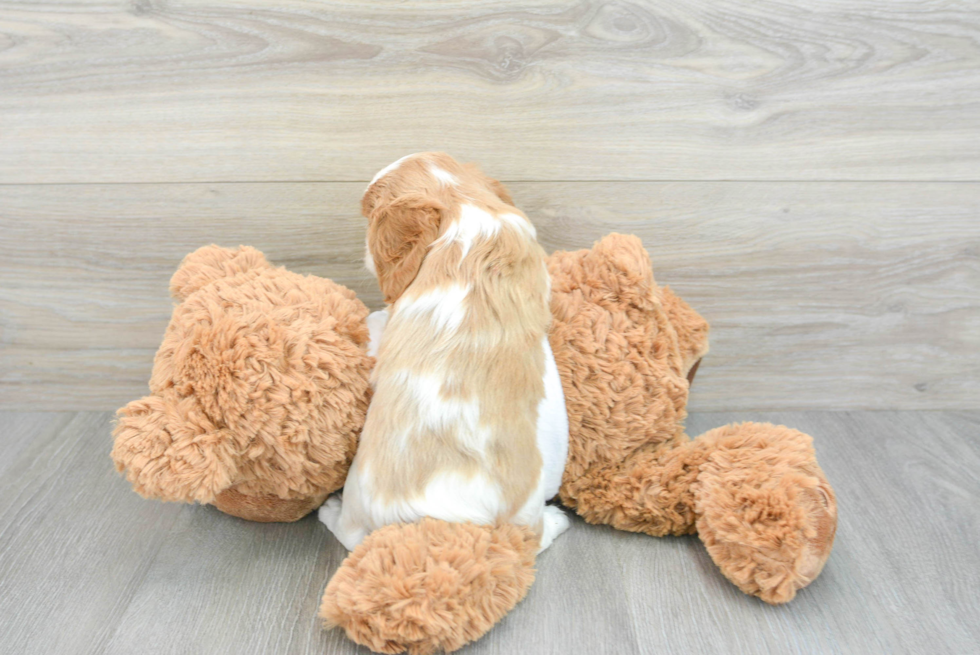 Cute Cavalier King Charles Spaniel Purebred Puppy