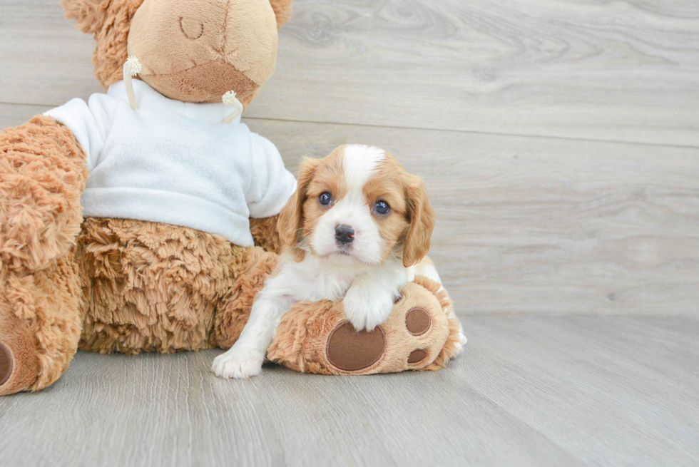 Cavalier King Charles Spaniel Pup Being Cute