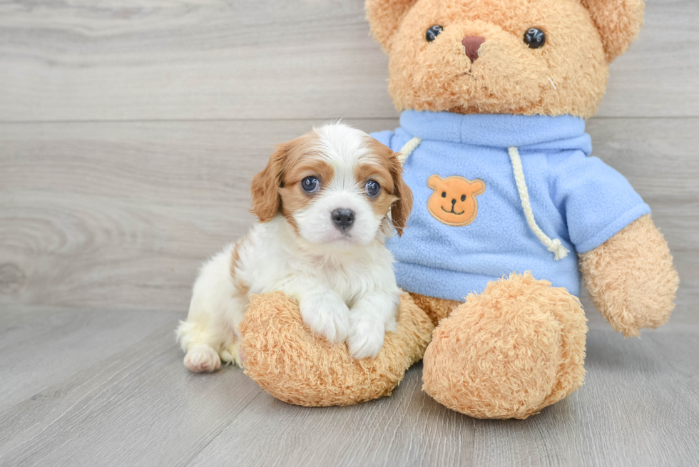 Petite Cavalier King Charles Spaniel Purebred Puppy