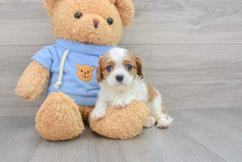 Best Cavalier King Charles Spaniel Baby