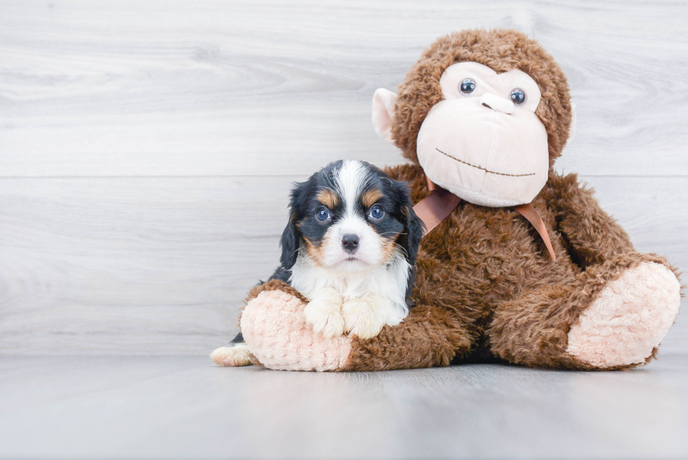 Fluffy Cavalier King Charles Spaniel Purebred Puppy