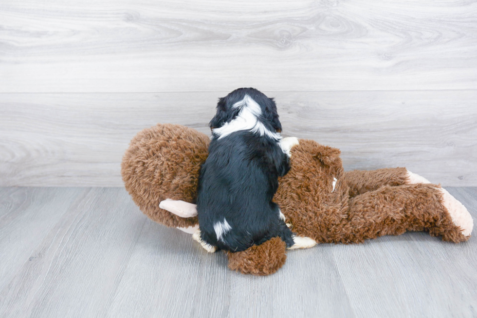 Popular Cavalier King Charles Spaniel Baby