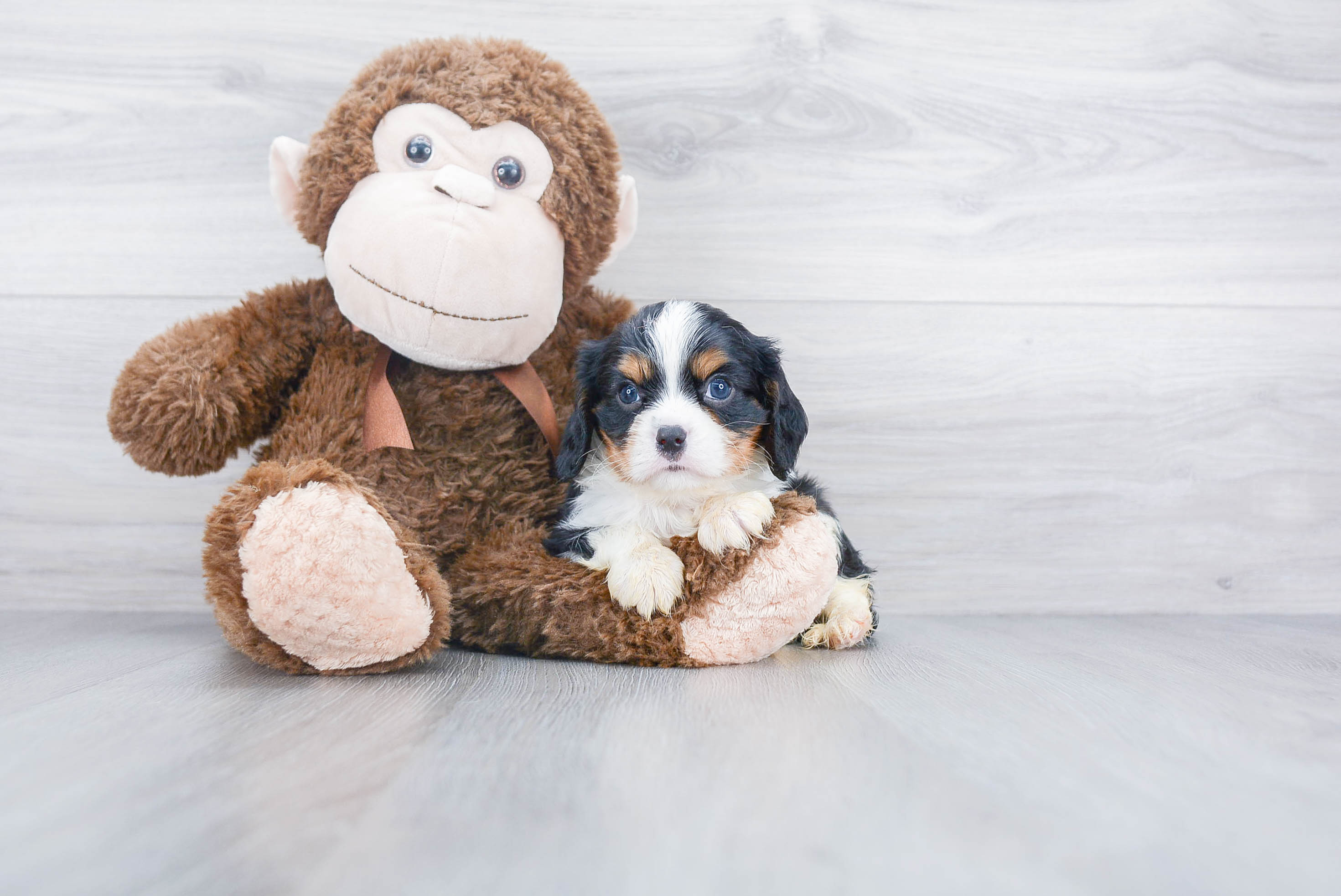 Smart Cavalier King Charles Spaniel Purebred Puppy