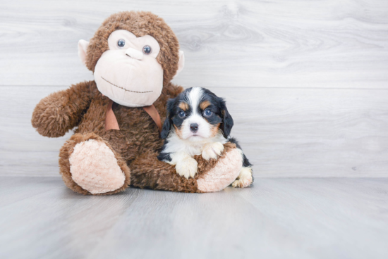 Smart Cavalier King Charles Spaniel Purebred Puppy