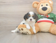 5 week old Cavalier King Charles Spaniel Puppy For Sale - Premier Pups