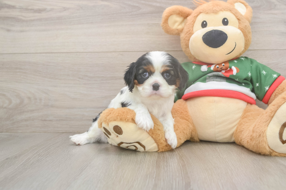 5 week old Cavalier King Charles Spaniel Puppy For Sale - Premier Pups