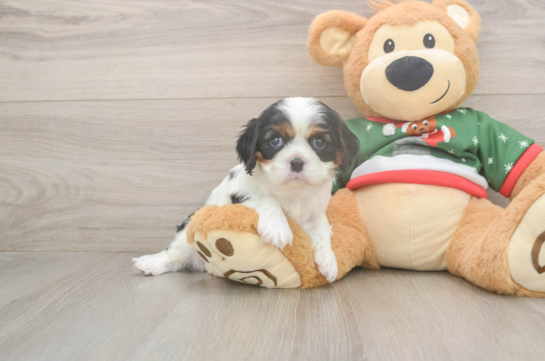 Cavalier King Charles Spaniel Puppy for Adoption